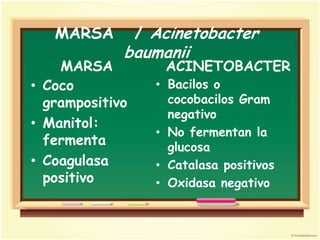 MARSA         / Acinetobacter
             baumanii
    MARSA           ACINETOBACTER
• Coco             • Bacilos o
  grampositivo       cocobacilos Gram
                     negativo
• Manitol:
                   • No fermentan la
  fermenta           glucosa
• Coagulasa        • Catalasa positivos
  positivo         • Oxidasa negativo
 