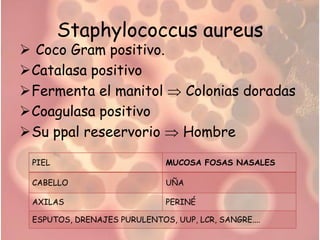 Staphylococcus aureus
 Coco Gram positivo.
Catalasa positivo
Fermenta el manitol                Colonias doradas
Coagulasa positivo
Su ppal reseervorio              Hombre

 PIEL                         MUCOSA FOSAS NASALES

 CABELLO                      UÑA

 AXILAS                       PERINÉ

 ESPUTOS, DRENAJES PURULENTOS, UUP, LCR, SANGRE....
 
