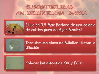 Dilución 0.5 Mac Farland de una colonia
de cultivo puro de Agar Manitol


Inocular una placa de Müeller Hinton la
dilución



Colocar los discos de OX y FOX
 