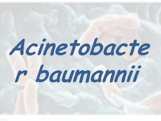 Acinetobacte
r baumannii
 