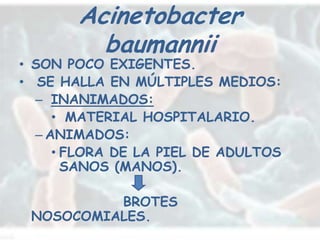 Acinetobacter
         baumannii
• SON POCO EXIGENTES.
• SE HALLA EN MÚLTIPLES MEDIOS:
  – INANIMADOS:
     • MATERIAL HOSPITALARIO.
  – ANIMADOS:
     • FLORA DE LA PIEL DE ADULTOS
       SANOS (MANOS).

          BROTES
 NOSOCOMIALES.
 