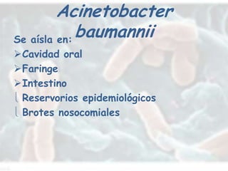 Acinetobacter
Se aísla en:
             baumannii
Cavidad oral
Faringe
Intestino
 Reservorios epidemiológicos
 Brotes nosocomiales
 