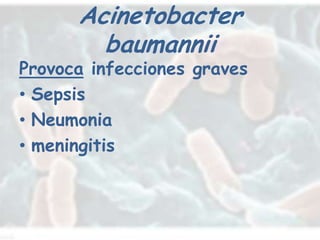 Acinetobacter
        baumannii
Provoca infecciones graves
• Sepsis
• Neumonia
• meningitis
 