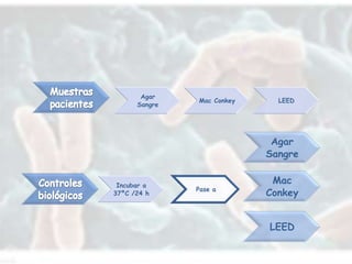 Agar
               Mac Conkey     LEED
      Sangre




                             Agar
                            Sangre


 Incubar a
                             Mac
               Pase a
37ºC /24 h                  Conkey


                            LEED
 