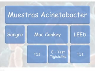 Muestras Acinetobacter

Sangre   Mac Conkey          LEED


                E – Test
         TSI                 TSI
               Tigiciclina
 