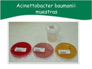 Acinettobacter baumanii:
       muestras
 