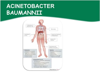 ACINETOBACTER
BAUMANNII
 