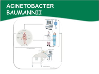 ACINETOBACTER
BAUMANNII
 