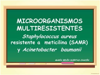 MICROORGANISMOS
  MULTIRESISTENTES
    Staphylococcus aureus
resistente a meticilina (SAMR)
   y Acinetobacter baumanii
                 MARÍA BELÉN HUERTAS CHACÓN
 