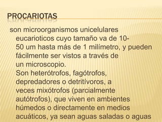 PROCARIOTAS
son microorganismos unicelulares
eucarioticos cuyo tamaño va de 1050 um hasta más de 1 milímetro, y pueden
fácilmente ser vistos a través de
un microscopio.
Son heterótrofos, fagótrofos,
depredadores o detritívoros, a
veces mixótrofos (parcialmente
autótrofos), que viven en ambientes
húmedos o directamente en medios
acuáticos, ya sean aguas saladas o aguas

 