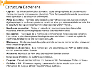 Cápsula: Se presenta en muchas bacterias, sobre todo patógenas. Es una estructura
viscosa compuesta por sustancias glucídicas. Tiene función protectora de la desecación,
de la fagocitosis o del ataque de anticuerpos.
 Pared Bacteriana: Formada por péptidoglicanos y otras sustancias. Es una envoltura
rígida que soporta las fuertes presiones osmóticas a las que esté sometida la bacteria. Por
la estructura de su pared distinguiremos las bacterias Gram+ y Gram-.
 Membrana plasmática: Similar en estructura y composición a la de las células
eucariotas. Presenta unos repliegues internos llamados mesosomas.
 Mesosomas: Repliegues de la membrana con importantes funciones pues contienen
importantes sustancias responsables de procesos metabólicos, como el transporte de
electrones, la fotosíntesis o la replicación del ADN.
 Ribosomas: Similares a los de la célula eucariota aunque de menor tamaño. Intervienen
en la síntesis de proteínas.
 Cromosoma bacteriano: Está formado por una sola molécula de ADN de doble hélice,
circular y no asociado a histonas.
 Plásmidos: Moléculas de ADN extra cromosómico también circular.
 Inclusiones: Depósitos de sustancias de reserva.
 Flagelos: Estructuras filamentosas con función motriz, formados por fibrillas proteicas
 Fimbrias o Pili: Filamentos largos y huecos con funciones relacionadas con el
intercambio de material génico y la adherencia a sustratos.
Estructura Bacteriana
 