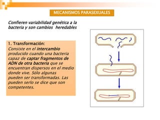 1. Transformación:
Consiste en el intercambio
producido cuando una bacteria
capaz de captar fragmentos de
ADN de otra bacteria que se
encuentran dispersos en el medio
donde vive. Sólo algunas
pueden ser transformadas. Las
pueden serlo se dice que son
competentes.
Confieren variabilidad genética a la
bacteria y son cambios heredables
MECANISMOS PARASEXUALES
 
