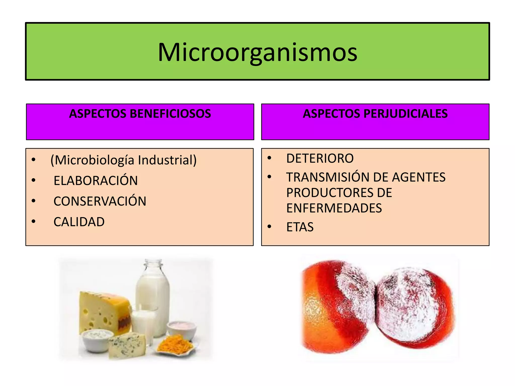 Microorganismos y alimentos | PPTX