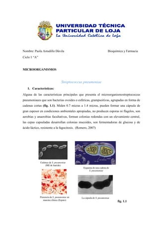 Nombre: Paola Astudillo Dávila

Bioquímica y Farmacia

Ciclo 1 “A”

MICROORGANISMOS

Streptococcus pneumoniae
1. Características:
Alguna de las características principales que presenta el microorganismostreptococcus
pneumoniaees que son bacterias ovoides o esféricas, grampsoitivas, agrupadas en forma de
cadenas cortas (fig. 1.1). Miden 0.7 micras a 1.4 micras, pueden formar una cápsula de
gran espesor en condiciones ambientales apropiadas, no producen esporas ni flagelos, son
aerobias y anaerobias facultativas, forman colonias redondas con un elevamiento central,
las cepas capsuladas desarrollan colonias mucoides, son fermentadoras de glucosa y de
ácido láctico, resistente a la fagocitosis. (Romero, 2007)

fig. 1.1

 