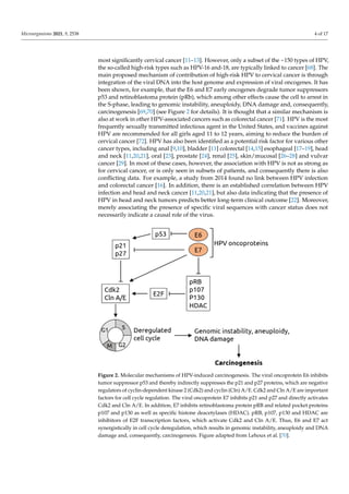 Microorganisms 2021, 9, 2538 4 of 17
most significantly cervical cancer [11–13]. However, only a subset of the ~150 types of HPV,
the so-called high-risk types such as HPV-16 and-18, are typically linked to cancer [68]. The
main proposed mechanism of contribution of high-risk HPV to cervical cancer is through
integration of the viral DNA into the host genome and expression of viral oncogenes. It has
been shown, for example, that the E6 and E7 early oncogenes degrade tumor suppressors
p53 and retinoblastoma protein (pRb), which among other effects cause the cell to arrest in
the S-phase, leading to genomic instability, aneuploidy, DNA damage and, consequently,
carcinogenesis [69,70] (see Figure 2 for details). It is thought that a similar mechanism is
also at work in other HPV-associated cancers such as colorectal cancer [71]. HPV is the most
frequently sexually transmitted infectious agent in the United States, and vaccines against
HPV are recommended for all girls aged 11 to 12 years, aiming to reduce the burden of
cervical cancer [72]. HPV has also been identified as a potential risk factor for various other
cancer types, including anal [9,10], bladder [11] colorectal [14,15] esophageal [17–19], head
and neck [11,20,21], oral [23], prostate [24], renal [25], skin/mucosal [26–28] and vulvar
cancer [29]. In most of these cases, however, the association with HPV is not as strong as
for cervical cancer, or is only seen in subsets of patients, and consequently there is also
conflicting data. For example, a study from 2014 found no link between HPV infection
and colorectal cancer [16]. In addition, there is an established correlation between HPV
infection and head and neck cancer [11,20,21], but also data indicating that the presence of
HPV in head and neck tumors predicts better long-term clinical outcome [22]. Moreover,
merely associating the presence of specific viral sequences with cancer status does not
necessarily indicate a causal role of the virus.
Microorganisms 2021, 9, x FOR PEER REVIEW 5 of 18
carcinogenesis [69,70] (see Figure 2 for details). It is thought that a similar mechanism is also
at work in other HPV-associated cancers such as colorectal cancer [71]. HPV is the most
frequently sexually transmitted infectious agent in the United States, and vaccines against
HPV are recommended for all girls aged 11 to 12 years, aiming to reduce the burden of cervical
cancer [72]. HPV has also been identified as a potential risk factor for various other cancer
types, including anal [9,10], bladder [11] colorectal [14,15] esophageal [17–19], head and neck
[11,20,21], oral [23], prostate [24], renal [25], skin/mucosal [26–28] and vulvar cancer [29]. In
most of these cases, however, the association with HPV is not as strong as for cervical cancer,
or is only seen in subsets of patients, and consequently there is also conflicting data. For
example, a study from 2014 found no link between HPV infection and colorectal cancer [16].
In addition, there is an established correlation between HPV infection and head and neck
cancer [11,20,21], but also data indicating that the presence of HPV in head and neck tumors
predicts better long-term clinical outcome [22]. Moreover, merely associating the presence of
specific viral sequences with cancer status does not necessarily indicate a causal role of the
virus.
Figure 2. Molecular mechanisms of HPV-induced carcinogenesis. The viral oncoprotein E6 inhibits
tumor suppressor p53 and thereby indirectly suppresses the p21 and p27 proteins, which are negative
regulators of cyclin-dependent kinase 2 (Cdk2) and cyclin (Cln) A/E. Cdk2 and Cln A/E are important
factors for cell cycle regulation. The viral oncoprotein E7 inhibits p21 and p27 and directly activates
Cdk2 and Cln A/E. In addition, E7 inhibits retinoblastoma protein pRB and related pocket proteins p107
and p130 as well as specific histone deacetylases (HDAC). pRB, p107, p130 and HDAC are inhibitors of
E2F transcription factors, which activate Cdk2 and Cln A/E. Thus, E6 and E7 act synergistically in cell
cycle deregulation, which results in genomic instability, aneuploidy and DNA damage and,
consequently, carcinogenesis. Figure adapted from Lehoux et al. [70].
2.2. Herpesviridae
Viruses of the Herpesviridae family are enveloped dsDNA viruses infecting mammals,
birds and reptiles [73]. Various members have been implicated in cancer formation, including
cytomegalovirus (CMV, also known as human herpesvirus 5, HHV5), Epstein–Barr virus
(EBV or HHV4), herpes simplex virus (HSV or HHV1/2) and HHV6 and HHV7 (Table 1). The
Figure 2. Molecular mechanisms of HPV-induced carcinogenesis. The viral oncoprotein E6 inhibits
tumor suppressor p53 and thereby indirectly suppresses the p21 and p27 proteins, which are negative
regulators of cyclin-dependent kinase 2 (Cdk2) and cyclin (Cln) A/E. Cdk2 and Cln A/E are important
factors for cell cycle regulation. The viral oncoprotein E7 inhibits p21 and p27 and directly activates
Cdk2 and Cln A/E. In addition, E7 inhibits retinoblastoma protein pRB and related pocket proteins
p107 and p130 as well as specific histone deacetylases (HDAC). pRB, p107, p130 and HDAC are
inhibitors of E2F transcription factors, which activate Cdk2 and Cln A/E. Thus, E6 and E7 act
synergistically in cell cycle deregulation, which results in genomic instability, aneuploidy and DNA
damage and, consequently, carcinogenesis. Figure adapted from Lehoux et al. [70].
 