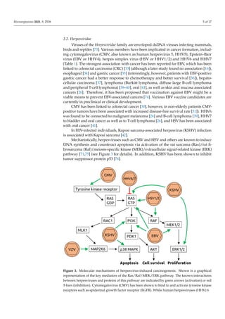 Microorganisms 2021, 9, 2538 5 of 17
2.2. Herpesviridae
Viruses of the Herpesviridae family are enveloped dsDNA viruses infecting mammals,
birds and reptiles [73]. Various members have been implicated in cancer formation, includ-
ing cytomegalovirus (CMV, also known as human herpesvirus 5, HHV5), Epstein–Barr
virus (EBV or HHV4), herpes simplex virus (HSV or HHV1/2) and HHV6 and HHV7
(Table 1). The strongest association with cancer has been reported for EBV, which has been
linked to colorectal carcinoma (CRC) [33] (although a later study found no association [16]),
esophageal [34] and gastric cancer [35] (interestingly, however, patients with EBV-positive
gastric cancer had a better response to chemotherapy and better survival [36]), hepato-
cellular carcinoma [37], lymphoma (Burkitt lymphoma, diffuse large B-cell lymphoma
and peripheral T-cell lymphoma) [38–40], oral [41], as well as skin and mucosa associated
cancers [26]. Therefore, it has been proposed that vaccination against EBV might be a
viable means to prevent EBV-associated cancers [74]. Various EBV vaccine candidates are
currently in preclinical or clinical development.
CMV has been linked to colorectal cancer [30], however, in non-elderly patients CMV-
positive tumors have been associated with increased disease-free survival rate [31]). HHV6
was found to be connected to malignant melanoma [26] and B-cell lymphoma [39], HHV7
to bladder and oral cancer as well as to T-cell lymphoma [26], and HSV has been associated
with oral cancer [41].
In HIV-infected individuals, Kaposi sarcoma-associated herpesvirus (KSHV) infection
is associated with Kaposi sarcoma [42].
Mechanistically, herpesviruses such as CMV and HSV and others are known to induce
DNA synthesis and counteract apoptosis via activation of the rat sarcoma (Ras)/rat fi-
brosarcoma (Raf)/meiosis-specific kinase (MEK)/extracellular signal-related kinase (ERK)
pathway [71,75] (see Figure 3 for details). In addition, KSHV has been shown to inhibit
tumor suppressor protein p53 [76].
Microorganisms 2021, 9, x FOR PEER REVIEW 6 of 18
strongest association with cancer has been reported for EBV, which has been linked to
colorectal carcinoma (CRC) [33] (although a later study found no association [16]), esophageal
[34] and gastric cancer [35] (interestingly, however, patients with EBV-positive gastric cancer
had a better response to chemotherapy and better survival [36]), hepatocellular carcinoma
[37], lymphoma (Burkitt lymphoma, diffuse large B-cell lymphoma and peripheral T-cell
lymphoma) [38–40], oral [41], as well as skin and mucosa associated cancers [26]. Therefore,
it has been proposed that vaccination against EBV might be a viable means to prevent EBV-
associated cancers [74]. Various EBV vaccine candidates are currently in preclinical or clinical
development.
CMV has been linked to colorectal cancer [30], however, in non-elderly patients CMV-
positive tumors have been associated with increased disease-free survival rate [31]). HHV6
was found to be connected to malignant melanoma [26] and B-cell lymphoma [39], HHV7 to
bladder and oral cancer as well as to T-cell lymphoma [26], and HSV has been associated with
oral cancer [41].
In HIV-infected individuals, Kaposi sarcoma-associated herpesvirus (KSHV) infection is
associated with Kaposi sarcoma [42].
Mechanistically, herpesviruses such as CMV and HSV and others are known to induce
DNA synthesis and counteract apoptosis via activation of the rat sarcoma (Ras)/rat
fibrosarcoma (Raf)/meiosis-specific kinase (MEK)/extracellular signal-related kinase (ERK)
pathway [71,75] (see Figure 3 for details). In addition, KSHV has been shown to inhibit tumor
suppressor protein p53 [76].
Figure 3. Molecular mechanisms of herpesvirus-induced carcinogenesis. Shown is a graphical
representation of the key mediators of the Ras/Raf/MEK/ERK pathway. The known interactions between
herpesviruses and proteins of this pathway are indicated by green arrows (activation) or red T-bars
(inhibition). Cytomegalovirus (CMV) has been shown to bind to and activate tyrosine kinase receptors
such as epidermal growth factor receptor (EGFR). While human herpesviruses (HHV) 6 and 7 inhibit
rat sarcoma (RAS) bound to guanosine triphosphate (RAS-GTP), herpes simplex viruses 1 and 2
(HSV1/2), Kaposi sarcoma-associated herpesvirus (KSHV) and Epstein–Barr virus (EBV) all activate
Figure 3. Molecular mechanisms of herpesvirus-induced carcinogenesis. Shown is a graphical
representation of the key mediators of the Ras/Raf/MEK/ERK pathway. The known interactions
between herpesviruses and proteins of this pathway are indicated by green arrows (activation) or red
T-bars (inhibition). Cytomegalovirus (CMV) has been shown to bind to and activate tyrosine kinase
receptors such as epidermal growth factor receptor (EGFR). While human herpesviruses (HHV) 6
 