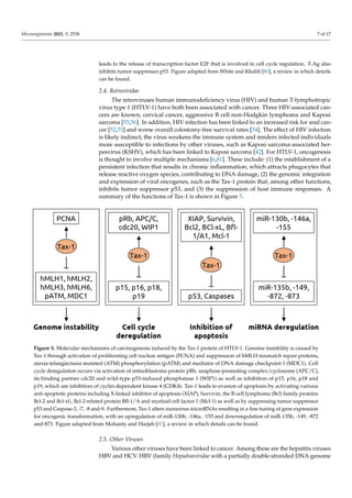 Microorganisms 2021, 9, 2538 7 of 17
leads to the release of transcription factor E2F that is involved in cell cycle regulation. T-Ag also
inhibits tumor suppressor p53. Figure adapted from White and Khalili [80], a review in which details
can be found.
2.4. Retroviridae
The retroviruses human immunodeficiency virus (HIV) and human T-lymphotropic
virus type 1 (HTLV-1) have both been associated with cancer. Three HIV-associated can-
cers are known, cervical cancer, aggressive B cell non-Hodgkin lymphoma and Kaposi
sarcoma [55,56]. In addition, HIV infection has been linked to an increased risk for anal can-
cer [52,53] and worse overall colostomy-free survival rates [54]. The effect of HIV infection
is likely indirect; the virus weakens the immune system and renders infected individuals
more susceptible to infections by other viruses, such as Kaposi sarcoma-associated her-
pesvirus (KSHV), which has been linked to Kaposi sarcoma [42]. For HTLV-1, oncogenesis
is thought to involve multiple mechanisms [6,81]. These include: (1) the establishment of a
persistent infection that results in chronic inflammation, which attracts phagocytes that
release reactive oxygen species, contributing to DNA damage, (2) the genomic integration
and expression of viral oncogenes, such as the Tax-1 protein that, among other functions,
inhibits tumor suppressor p53, and (3) the suppression of host immune responses. A
summary of the functions of Tax-1 is shown in Figure 5.
Microorganisms 2021, 9, x FOR PEER REVIEW 8 of 18
factor E2F that is involved in cell cycle regulation. T-Ag also inhibits tumor suppressor p53. Figure
adapted from White and Khalili [80], a review in which details can be found.
2.4. Retroviridae
The retroviruses human immunodeficiency virus (HIV) and human T-lymphotropic
virus type 1 (HTLV-1) have both been associated with cancer. Three HIV-associated cancers
are known, cervical cancer, aggressive B cell non-Hodgkin lymphoma and Kaposi sarcoma
[55,56]. In addition, HIV infection has been linked to an increased risk for anal cancer [52,53]
and worse overall colostomy-free survival rates [54]. The effect of HIV infection is likely
indirect; the virus weakens the immune system and renders infected individuals more
susceptible to infections by other viruses, such as Kaposi sarcoma-associated herpesvirus
(KSHV), which has been linked to Kaposi sarcoma [42]. For HTLV-1, oncogenesis is thought
to involve multiple mechanisms [6,81]. These include: (1) the establishment of a persistent
infection that results in chronic inflammation, which attracts phagocytes that release reactive
oxygen species, contributing to DNA damage, (2) the genomic integration and expression of
viral oncogenes, such as the Tax-1 protein that, among other functions, inhibits tumor
suppressor p53, and (3) the suppression of host immune responses. A summary of the
functions of Tax-1 is shown in Figure 5.
Figure 5. Molecular mechanisms of carcinogenesis induced by the Tax-1 protein of HTLV-1. Genome instability is caused by
Tax-1 through activation of proliferating cell nuclear antigen (PCNA) and suppression of hMLH mismatch repair proteins,
ataxia-telangiectasia mutated (ATM) phosphorylation (pATM) and mediator of DNA damage checkpoint 1 (MDC1). Cell cycle
deregulation occurs via activation of retinoblastoma protein pRb, anaphase-promoting complex/cyclosome (APC/C), its
binding partner cdc20 and wild-type p53-induced phosphatase 1 (WIP1) as well as inhibition of p15, p16, p18 and p19, which
are inhibitors of cyclin-dependent kinase 4 (CDK4). Tax-1 leads to evasion of apoptosis by activating various anti-apoptotic
proteins including X-linked inhibitor of apoptosis (XIAP), Survivin, the B-cell lymphoma (Bcl) family proteins Bcl-2 and Bcl-
xL, Bcl-2-related protein Bfl-1/A and myeloid cell factor-1 (Mcl-1) as well as by suppressing tumor suppressor p53 and
Caspase-3, -7, -8 and-9. Furthermore, Tax-1 alters numerous microRNAs resulting in a fine-tuning of gene expression for
oncogenic transformation, with an upregulation of miR-130b, -146a, -155 and downregulation of miR-135b, -149, -872 and-873.
Figure adapted from Mohanty and Harjah [81], a review in which details can be found.
2.5. Other Viruses
Figure 5. Molecular mechanisms of carcinogenesis induced by the Tax-1 protein of HTLV-1. Genome instability is caused by
Tax-1 through activation of proliferating cell nuclear antigen (PCNA) and suppression of hMLH mismatch repair proteins,
ataxia-telangiectasia mutated (ATM) phosphorylation (pATM) and mediator of DNA damage checkpoint 1 (MDC1). Cell
cycle deregulation occurs via activation of retinoblastoma protein pRb, anaphase-promoting complex/cyclosome (APC/C),
its binding partner cdc20 and wild-type p53-induced phosphatase 1 (WIP1) as well as inhibition of p15, p16, p18 and
p19, which are inhibitors of cyclin-dependent kinase 4 (CDK4). Tax-1 leads to evasion of apoptosis by activating various
anti-apoptotic proteins including X-linked inhibitor of apoptosis (XIAP), Survivin, the B-cell lymphoma (Bcl) family proteins
Bcl-2 and Bcl-xL, Bcl-2-related protein Bfl-1/A and myeloid cell factor-1 (Mcl-1) as well as by suppressing tumor suppressor
p53 and Caspase-3, -7, -8 and-9. Furthermore, Tax-1 alters numerous microRNAs resulting in a fine-tuning of gene expression
for oncogenic transformation, with an upregulation of miR-130b, -146a, -155 and downregulation of miR-135b, -149, -872
and-873. Figure adapted from Mohanty and Harjah [81], a review in which details can be found.
2.5. Other Viruses
Various other viruses have been linked to cancer. Among these are the hepatitis viruses
HBV and HCV. HBV (family Hepadnaviridae with a partially double-stranded DNA genome
 