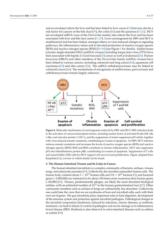 Microorganisms 2021, 9, 2538 8 of 17
and an envelope) infects the liver and has been linked to liver cancer [11] but may also be a
risk factor for cancers of the bile duct [59], the colon [60] and the pancreas [61,62]. HCV
(an enveloped ssRNA virus of the Flaviviridae family) also infects the liver and has been
associated with liver and bile duct cancer [11,59]. Liver carcinogenesis by HBV and HCV is
multifactorial and has been linked, amongst others, to virus-induced changes in signaling
pathways, the inflammatory status and to elevated production of reactive oxygen species
(ROS) and reactive nitrogen species (RNS) [82–84] (see Figure 6 for details). Anelloviruses
(circular single-stranded DNA (ssDNA) viruses) including torque teno virus (TTV) have
been associated with hepatic [63] and mucosal [26] cancer as well as leukemias [26]. Human
bocavirus (HBoV) and other members of the Parvoviridae family (ssDNA viruses) have
been linked to various cancers, including colorectal and lung cancer [64], squamous cell
carcinoma [65] and skin cancer [26]. The ssRNA orthobunyaviruses may be linked to
colorectal cancer [66]. The mechanisms of oncogenesis of anelloviruses, parvoviruses and
orthobunyaviruses remain largely unknown.
Microorganisms 2021, 9, x FOR PEER REVIEW 9 of 18
Various other viruses have been linked to cancer. Among these are the hepatitis viruses
HBV and HCV. HBV (family Hepadnaviridae with a partially double-stranded DNA genome
and an envelope) infects the liver and has been linked to liver cancer [11] but may also be a
risk factor for cancers of the bile duct [59], the colon [60] and the pancreas [61,62]. HCV (an
enveloped ssRNA virus of the Flaviviridae family) also infects the liver and has been associated
with liver and bile duct cancer [11,59]. Liver carcinogenesis by HBV and HCV is multifactorial
and has been linked, amongst others, to virus-induced changes in signaling pathways, the
inflammatory status and to elevated production of reactive oxygen species (ROS) and reactive
nitrogen species (RNS) [82–84] (see Figure 6 for details). Anelloviruses (circular single-
stranded DNA (ssDNA) viruses) including torque teno virus (TTV) have been associated with
hepatic [63] and mucosal [26] cancer as well as leukemias [26]. Human bocavirus (HBoV) and
other members of the Parvoviridae family (ssDNA viruses) have been linked to various
cancers, including colorectal and lung cancer [64], squamous cell carcinoma [65] and skin
cancer [26]. The ssRNA orthobunyaviruses may be linked to colorectal cancer [66]. The
mechanisms of oncogenesis of anelloviruses, parvoviruses and orthobunyaviruses remain
largely unknown.
Figure 6. Molecular mechanisms of carcinogenesis induced by HBV and HCV. HBV infection leads to
the activation of various transcription factors, including nuclear factor of activated B cells (NF-κB), c-
Myc and activator protein 1 (AP-1), and the suppression of tumor suppressor p53 which, together with
virus-induced somatic mutations, contributing to evasion of apoptosis. As HBV, HCV infection induces
somatic mutations and increases the levels of reactive oxygen species (ROS) and reactive nitrogen
species (RNS); ROS and RNS contribute to chronic inflammation. HCV also suppresses p53 and
retinoblastoma protein pRb, contributing to evasion of apoptosis. Suppression of T cells and natural
killer (NK) cells by HCV support cell survival and proliferation. Figure adapted from Karpiński [84], a
review in which details can be found.
3. The Human Intestinal Virome and Its Links to Cancer
The human intestinal microbiota is a complex community of bacteria, archaea, viruses,
fungi, and eukaryotic parasites [85]. Collectively, the microbes outnumber human cells. The
human body contains about 3 × 1013 human cells and 3.8 × 1013 bacteria [3], and bacterial genes
(~2,000,000) are estimated to be about 100 times more numerous than human genes (~20,000)
[86]. Viruses, predominantly phages, are likely the most abundant biological entities, with an
estimated number of 1015 in the human gastrointestinal tract [87]. Other community members
such as archaea of fungi are substantially less abundant. Collectively, one could take the view
that we are symbionts of host and microbial cells, each with their own set of genes. The gut
Figure 6. Molecular mechanisms of carcinogenesis induced by HBV and HCV. HBV infection leads
to the activation of various transcription factors, including nuclear factor of activated B cells (NF-κB),
c-Myc and activator protein 1 (AP-1), and the suppression of tumor suppressor p53 which, together
with virus-induced somatic mutations, contributing to evasion of apoptosis. As HBV, HCV infection
induces somatic mutations and increases the levels of reactive oxygen species (ROS) and reactive
nitrogen species (RNS); ROS and RNS contribute to chronic inflammation. HCV also suppresses
p53 and retinoblastoma protein pRb, contributing to evasion of apoptosis. Suppression of T cells
and natural killer (NK) cells by HCV support cell survival and proliferation. Figure adapted from
Karpiński [84], a review in which details can be found.
3. The Human Intestinal Virome and Its Links to Cancer
The human intestinal microbiota is a complex community of bacteria, archaea, viruses,
fungi, and eukaryotic parasites [85]. Collectively, the microbes outnumber human cells. The
human body contains about 3 × 1013 human cells and 3.8 × 1013 bacteria [3], and bacterial
genes (~2,000,000) are estimated to be about 100 times more numerous than human genes
(~20,000) [86]. Viruses, predominantly phages, are likely the most abundant biological
entities, with an estimated number of 1015 in the human gastrointestinal tract [87]. Other
community members such as archaea of fungi are substantially less abundant. Collectively,
one could take the view that we are symbionts of host and microbial cells, each with their
own set of genes. The gut microbiota plays important roles in food digestion, development
of the immune system and protection against microbial pathogens. Pathological changes in
the microbial composition (dysbiosis), induced by infections, chronic diseases, or antibiotic
treatment, can lead to failure of control of pathogens and severe damage as in inflammatory
bowel disease (IBD). Dysbiosis is also observed in extra-intestinal diseases such as asthma
or autism [88].
 