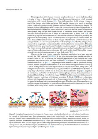 Microorganisms 2021, 9, 2538 9 of 17
The composition of the human virome is largely unknown. A recent study described
a catalog of tens of thousands of viruses from human metagenomes, which revealed
associations with chronic diseases [89]. This study describes 45,000 unique viruses as
part of the human microbiota, and about 2000 specific phages were found to correlate
with a variety of common chronic diseases such as Parkinson’s disease and obesity. All
bacteria are infected by phages, which play a role in maintaining the bacterial population in
healthy individuals. Depending on environmental conditions and the genetic composition
of the phages, they can lyse their bacterial hosts. In the oceans where bacteria and phages
are very abundant lysis occurs in about 20% of the bacteria in about 24 h [90]. The
virome may regulate the microbiome and may influence bacterial complexity, whereby the
population dynamics likely follow a ‘kill-the-winner’ ecological model. In this model, the
most abundant bacteria are killed by their phages, other bacterial taxa will take over the
ecological niche and be subsequently killed by their phages [90]. Thereby, phages play a
crucial role in shaping the composition of the intestinal bacterial communities. They also
facilitate horizontal gene transfer and thereby the functional capacity of the microbiota [90].
The virome is more challenging to study and to characterize than bacterial populations, and
many of its contributions to ecosystems are still poorly understood. Many of the viruses
are unknown, sometimes designated as ‘viral dark matter’ [91].
Changes in the fecal virome, especially the phage population, have been reported
recently for CRC patients [7,66,92,93]. It has been suggested that phages may play a
causative role in CRC by altering the bacterial populations of the intestine such that
pathogenic bacteria can thrive and form biofilms [92,94] (Figure 7). Several phage species
have been linked to CRC [66,71]. Comparing the fecal microbiota of CRC patients to healthy
controls, specific phages have been found to be more abundant in patients that could play
a role in shifting the overall bacterial populations or serve as biomarkers. Phage SpSL1, for
example, infects bacteria of the Streptococcus genus and was found to be more abundant in
early-stage CRC than in controls but its abundance decreased in later stages [66]. Depletion
of commensal Escherichia coli bacteria by various phages whose abundance increases
during CRC, including Enterobacteria phage HK544, Punalikevirus, Lambdalikevirus and
Mulikevirus, may contribute to the disease-associated dysbiosis [66]. However, it remains
unknown if phages have a causal role in the development of dysbiosis, or whether their
increased abundance is a consequence of dysbiosis. The observed differences, however,
might serve as a starting point for targeted microbiota manipulations aiming to reverse the
dysbiosis, which may have a positive impact on treatment.
Microorganisms 2021, 9, x FOR PEER REVIEW 11 of 18
Figure 7. Examples of phage-induced carcinogenesis. Phages coexist with their host bacteria in a well-balanced equilibrium,
for example in the intestinal tract. Some phages might get activated pathologically and alter the bacterial community structure
through lysis. Pathogenic bacteria can then thrive and form biofilms. Phages populations expand, typical for dysbiotic,
intestinal microbiota and inflammation [95]. Phages lyse commensal bacteria, releasing nutrients that are used by the
pathogenic ones. Reactive oxygen species (ROS) and polyspermines produced in the biofilms contribute to DNA damage of
host cells, and thereby oncogenic transformation [94]. Peptides released by the transformed cells are metabolized by the
pathogenic bacteria. Figure adapted from Hannigan et al. [92].
4. Fecal Microbiota Transplantation—Focus on Viruses and Cancer
In recent years, fecal microbiota transplantation (FMT), has gained attention mostly as a
remedy for recurrent Clostridioides difficile infections, with impressive cure rates of about 90%
or higher [96]. We described such a case of a patient from Zurich, Switzerland who received
fecal material from a healthy donor and recovered without adverse events, meanwhile
Figure 7. Examples of phage-induced carcinogenesis. Phages coexist with their host bacteria in a well-balanced equilibrium,
for example in the intestinal tract. Some phages might get activated pathologically and alter the bacterial community
structure through lysis. Pathogenic bacteria can then thrive and form biofilms. Phages populations expand, typical for
dysbiotic, intestinal microbiota and inflammation [95]. Phages lyse commensal bacteria, releasing nutrients that are used
by the pathogenic ones. Reactive oxygen species (ROS) and polyspermines produced in the biofilms contribute to DNA
damage of host cells, and thereby oncogenic transformation [94]. Peptides released by the transformed cells are metabolized
by the pathogenic bacteria. Figure adapted from Hannigan et al. [92].
 