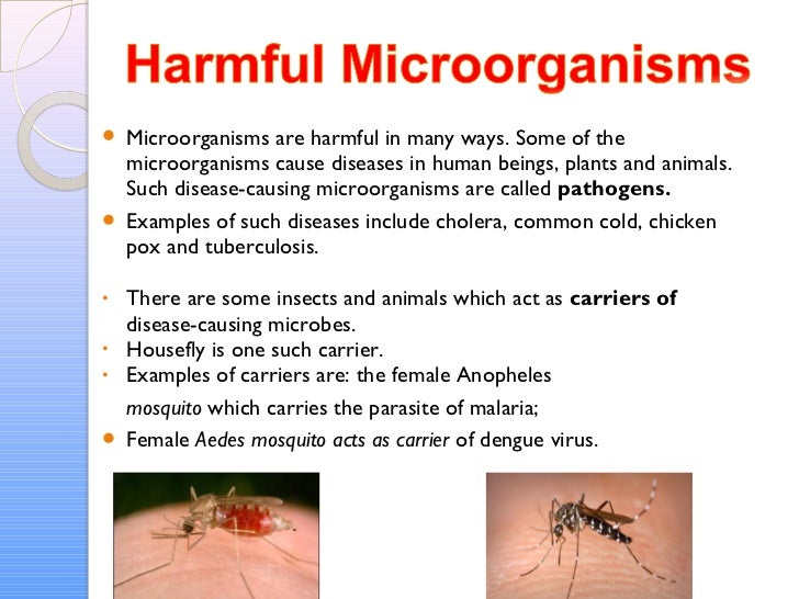 Microorganisms Microorganisms