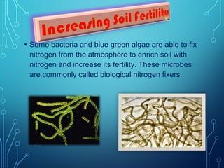 • Some bacteria and blue green algae are able to fix
nitrogen from the atmosphere to enrich soil with
nitrogen and increase its fertility. These microbes
are commonly called biological nitrogen fixers.

 