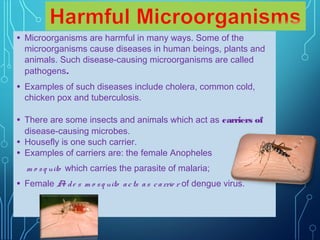 •

Microorganisms are harmful in many ways. Some of the
microorganisms cause diseases in human beings, plants and
animals. Such disease-causing microorganisms are called
pathogens.

•

Examples of such diseases include cholera, common cold,
chicken pox and tuberculosis.

•

There are some insects and animals which act as carriers of
disease-causing microbes.
Housefly is one such carrier.
Examples of carriers are: the female Anopheles

•
•

m o s q uito which carries the parasite of malaria;

•

Female A d e s m o s q uito a c ts a s c a rrie r of dengue virus.
e

 