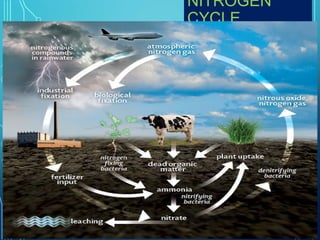 NITROGEN
CYCLE

 