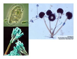 Microorganisms | PDF