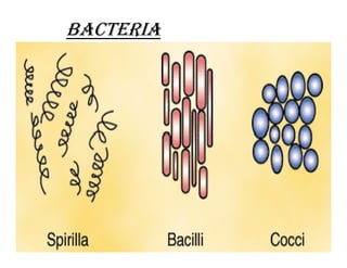 Microorganisms | PDF