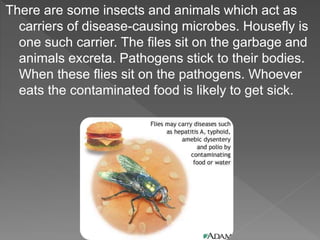There are some insects and animals which act as
carriers of disease-causing microbes. Housefly is
one such carrier. The files sit on the garbage and
animals excreta. Pathogens stick to their bodies.
When these flies sit on the pathogens. Whoever
eats the contaminated food is likely to get sick.
 