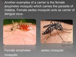 Another examples of a carrier is the female
anopheles mosquito which carries the parasite of
malaria. Female aedes mosquito acts as carrier of
dengue virus.
Female anopheles aedes mosquito
mosquito
 