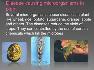Several microorganisms cause diseases in plant
like wheat, rice, potato, sugarcane, orange, apple
and others. The diseases reduce the yield of
crops. They can controlled by the use of certain
chemicals which kill the microbes
 