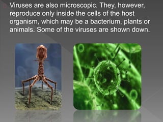 Viruses are also microscopic. They, however,
reproduce only inside the cells of the host
organism, which may be a bacterium, plants or
animals. Some of the viruses are shown down.
 