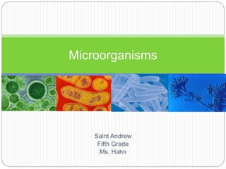 Microorganisms 
Saint Andrew 
Fifth Grade 
Ms. Hahn 
 