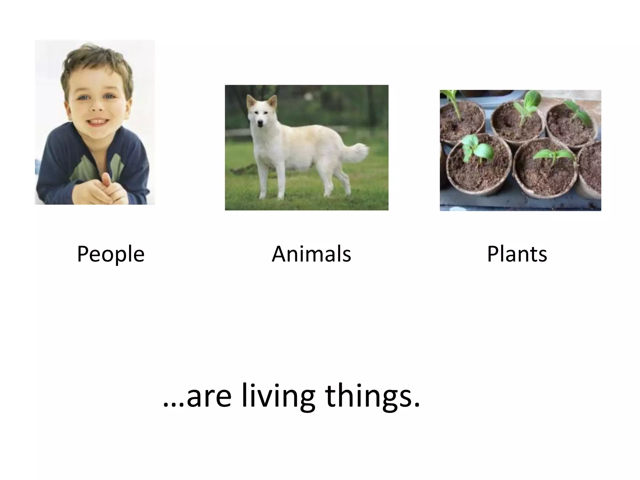 People Animals Plants
…are living things.