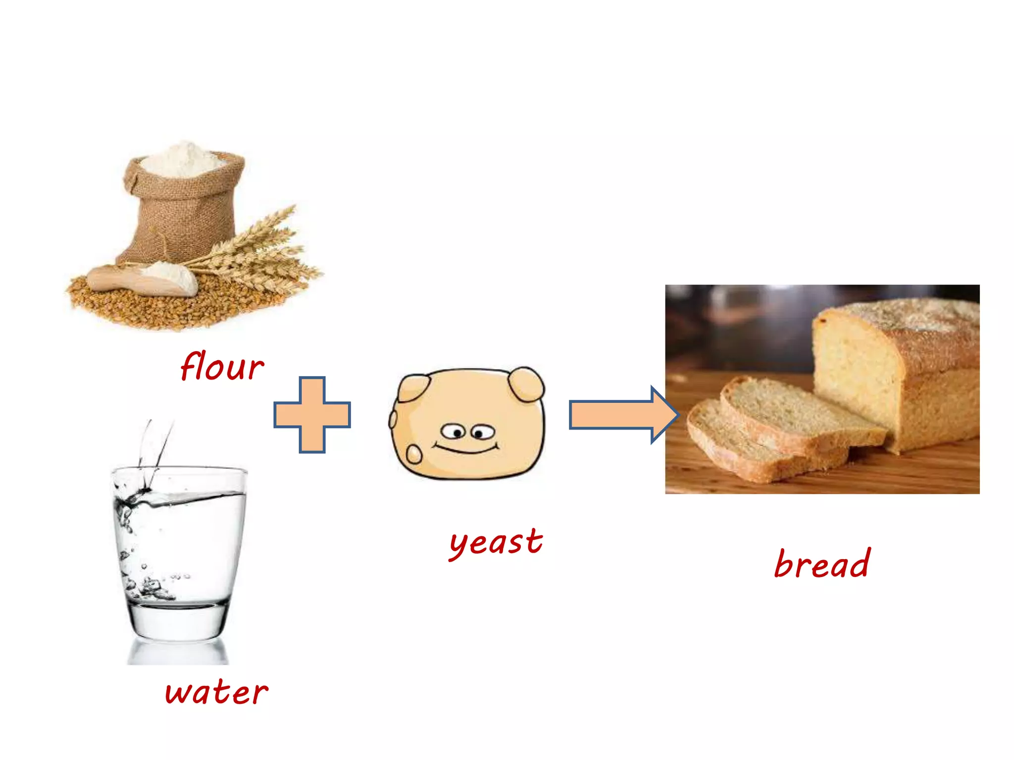 flour
water
yeast
bread