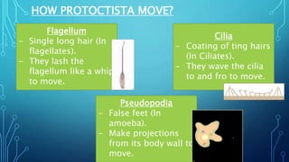 HOW PROTOCTISTA MOVE?
Flagellum
- Single long hair (In
flagellates).
- They lash the
flagellum like a whip
to move.
Cilia
- Coating of ting hairs
(In Ciliates).
- They wave the cilia
to and fro to move.
Pseudopodia
- False feet (In
amoeba).
- Make projections
from its body wall to
move.
 