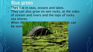 Blue green
algae- They live in seas, oceans and lakes.
- They can also grow on wet rocks, at the sides
of stream and rivers and the tops of rocky
sea shores.
- When they occur in large numbers they can
be seen.
 