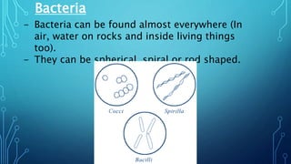 Bacteria
- Bacteria can be found almost everywhere (In
air, water on rocks and inside living things
too).
- They can be spherical, spiral or rod shaped.
 