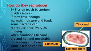 How do they reproduce?
- By Fission (each bacterium
divides into 2)
- If they have enough
warmth, moisture and food,
some bacteria can
reproduce once every 20
minutes.
- When conditions become
dry and hot and unsuitable
for feeding and breeding
some bacteria can form
spores.
Thick wall
Bacterium
Bacterial spore
 