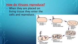 How do Viruses reproduce?
- When they are placed on
living tissue they enter the
cells and reproduce.
 