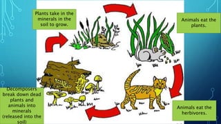 Decomposers
break down dead
plants and
animals into
minerals
(released into the
soil)
Plants take in the
minerals in the
soil to grow.
Animals eat the
plants.
Animals eat the
herbivores.
 