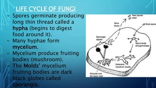 LIFE CYCLE OF FUNGI
- Spores germinate producing
long thin thread called a
hypha (begins to digest
food around it).
- Many hyphae form
mycelium.
- Mycelium produce fruiting
bodies (mushroom).
- The Molds’ mycelium
fruiting bodies are dark
black globes called
sporangia.
 