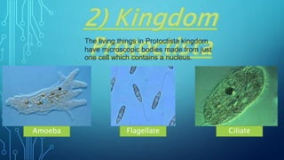 The living things in Protoctista kingdom
have microscopic bodies made from just
one cell which contains a nucleus.
Amoeba Flagellate Ciliate
 