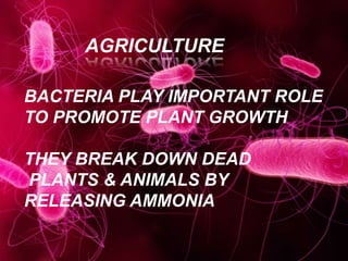 AGRICULTURE
BACTERIA PLAY IMPORTANT ROLE
TO PROMOTE PLANT GROWTH
THEY BREAK DOWN DEAD
PLANTS & ANIMALS BY
RELEASING AMMONIA
 