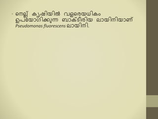 • ടന ല് രൃഷിയിൽ വളടരയധിരം
ഉപകയോഗിക്കുന്ന ബോക്റ്െീരിയ ോയിനിയോണ്
Pseudomonas fluorescens ോയിനി.
 