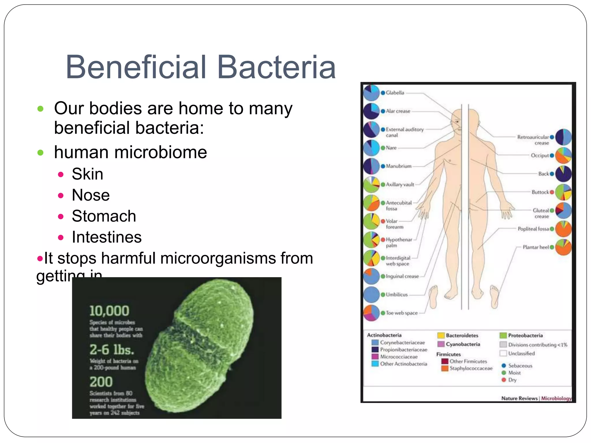 Beneficial Bacteria
 Our bodies are home to many
beneficial bacteria:
 human microbiome
 Skin
 Nose
 Stomach
 Intestines
It stops harmful microorganisms from
getting in.
 