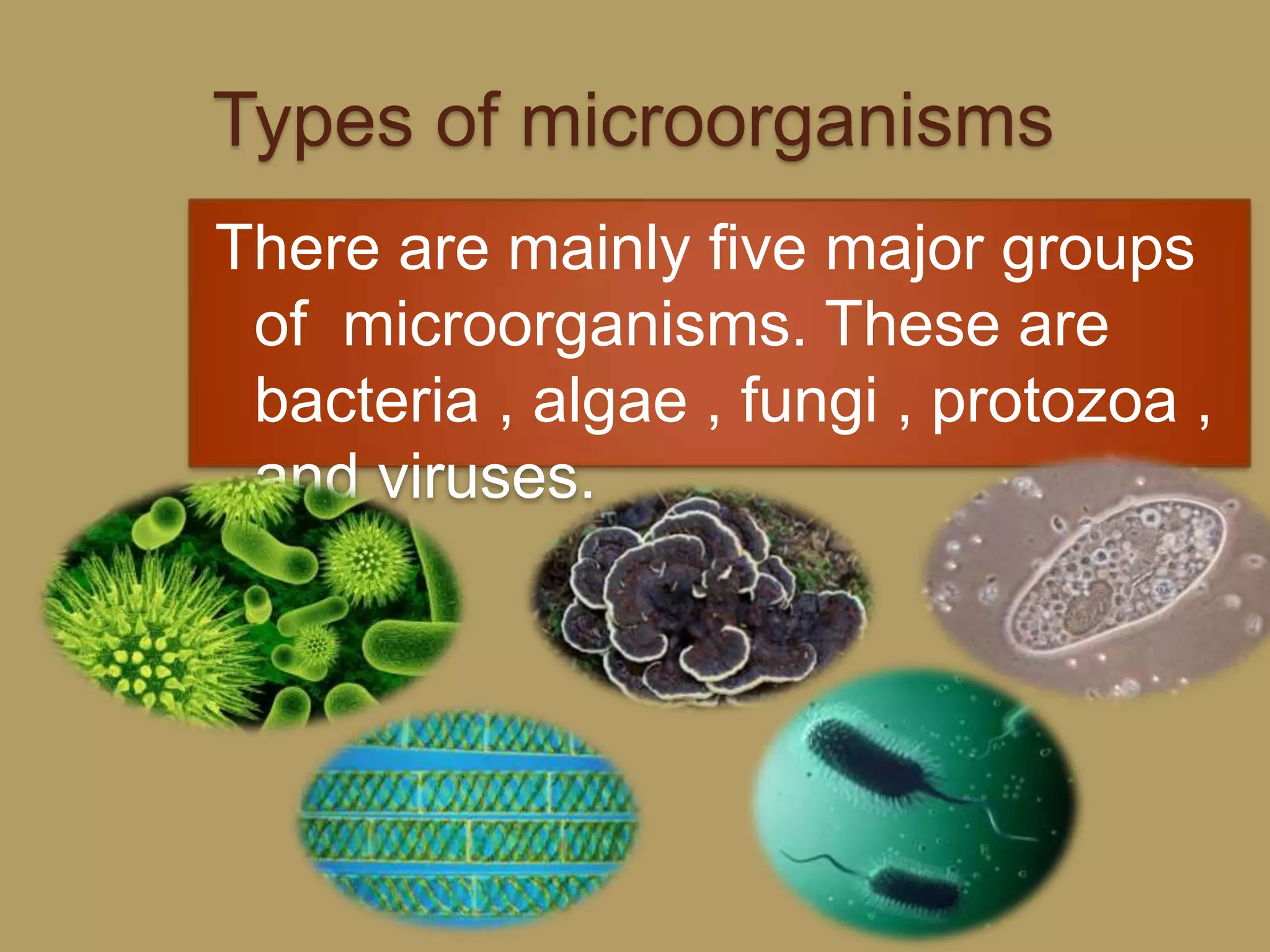 Types of microorganisms
There are mainly five major groups
of microorganisms. These are
bacteria , algae , fungi , protozoa ,
and viruses.
 
