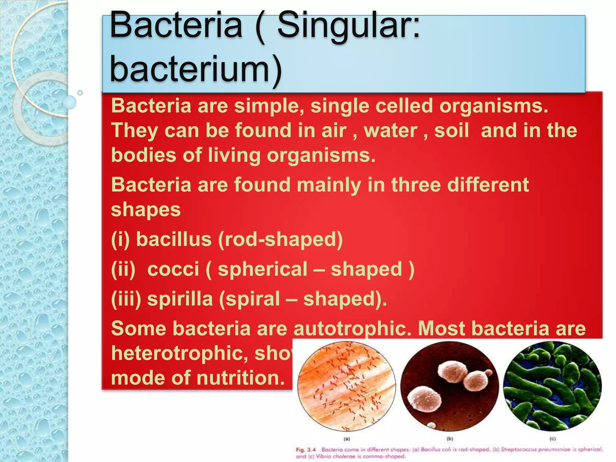 Bacteria are simple, single celled organisms.
They can be found in air , water , soil and in the
bodies of living organisms.
Bacteria are found mainly in three different
shapes
(i) bacillus (rod-shaped)
(ii) cocci ( spherical – shaped )
(iii) spirilla (spiral – shaped).
Some bacteria are autotrophic. Most bacteria are
heterotrophic, showing saprotrophic or parasitic
mode of nutrition.
Bacteria ( Singular:
bacterium)
 