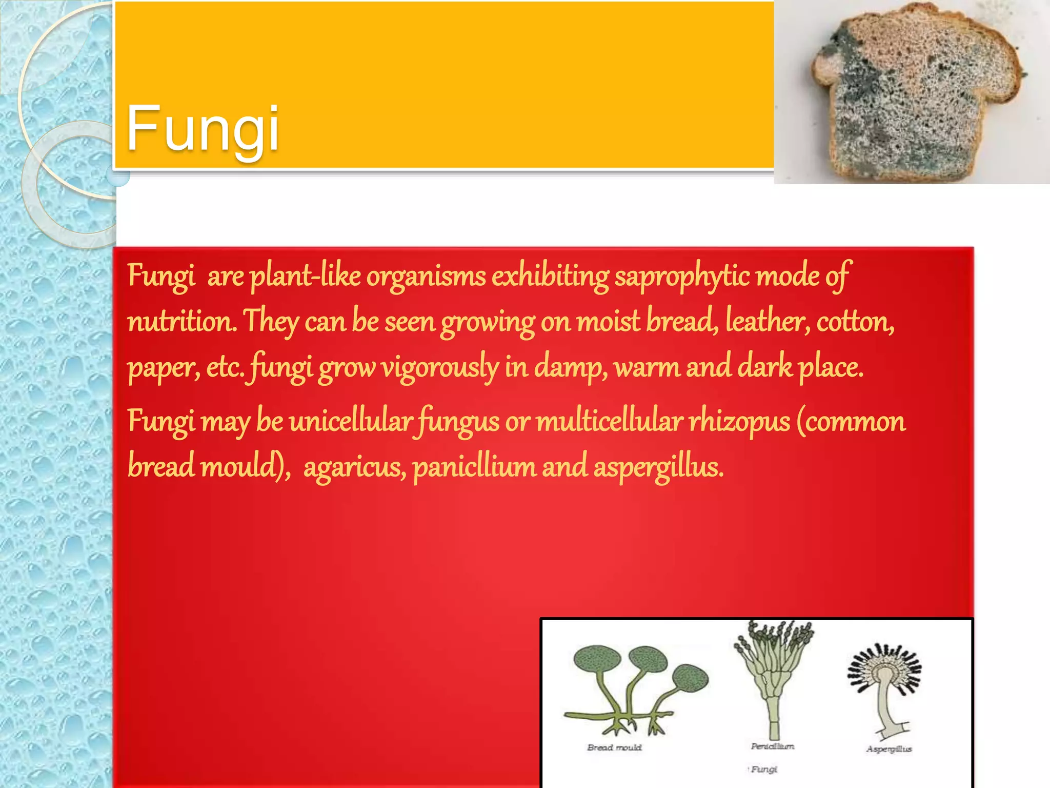 Fungi
Fungi are plant-like organisms exhibitingsaprophytic mode of
nutrition. They canbe seengrowing on moist bread, leather, cotton,
paper, etc. fungi growvigorously in damp, warmanddark place.
Fungi may be unicellular fungus or multicellular rhizopus (common
breadmould), agaricus, paniclliumand aspergillus.
 